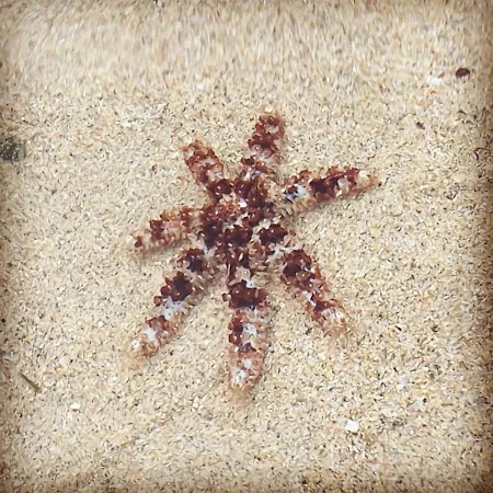 Monte Da Xara Holiday home Aljezur